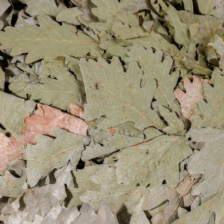 Witki dębowe do sauny i bani