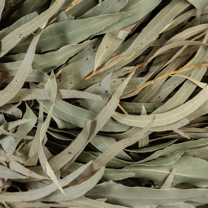 Witki eukaliptusowe do sauny i bani