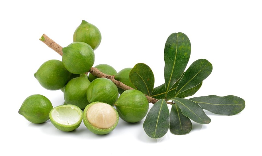 Olej z orzechów makadamia