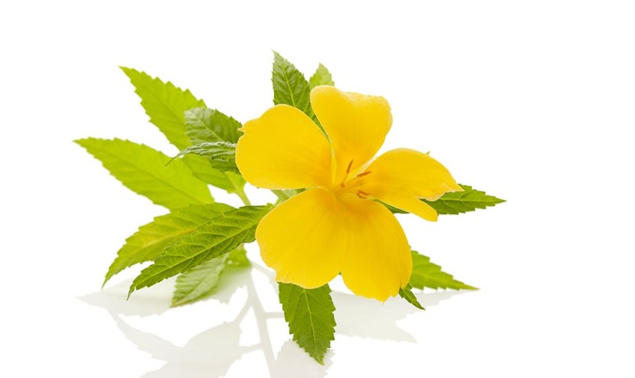 Liść Damiana – nie tylko afrodyzjak