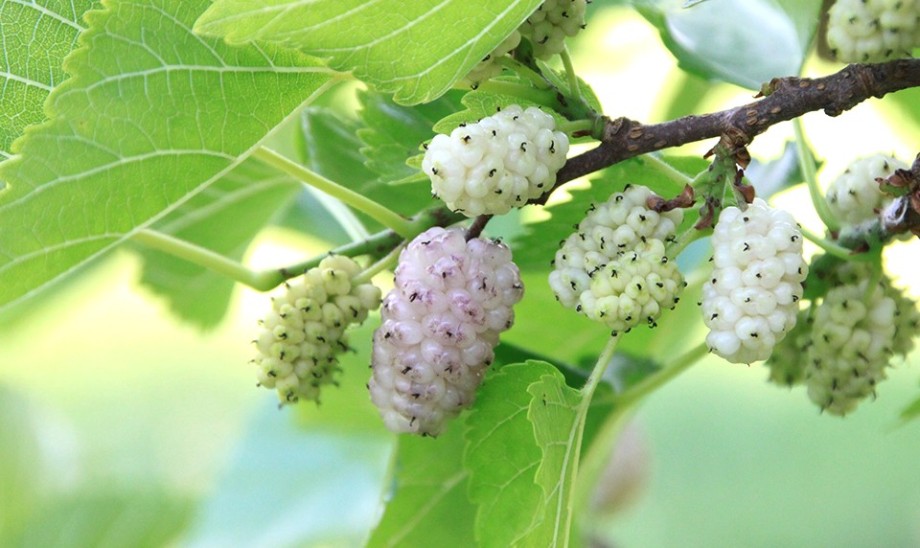 Morwa – nie tylko dla diabetyków