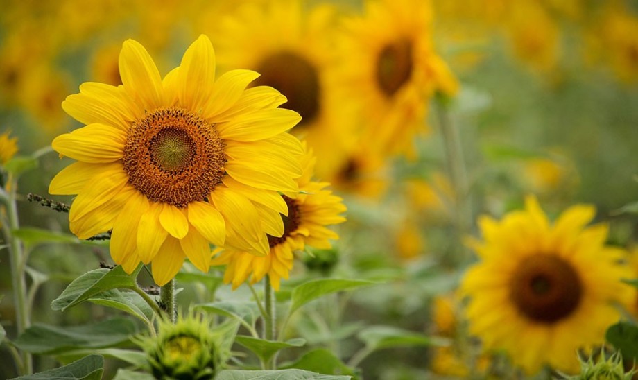 Słonecznik – odżywcze kwiaty oraz nasiona