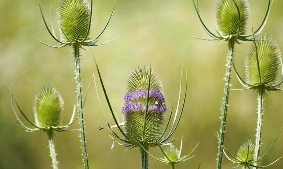 Szczeć - jej rewelacyjne składniki bioaktywne