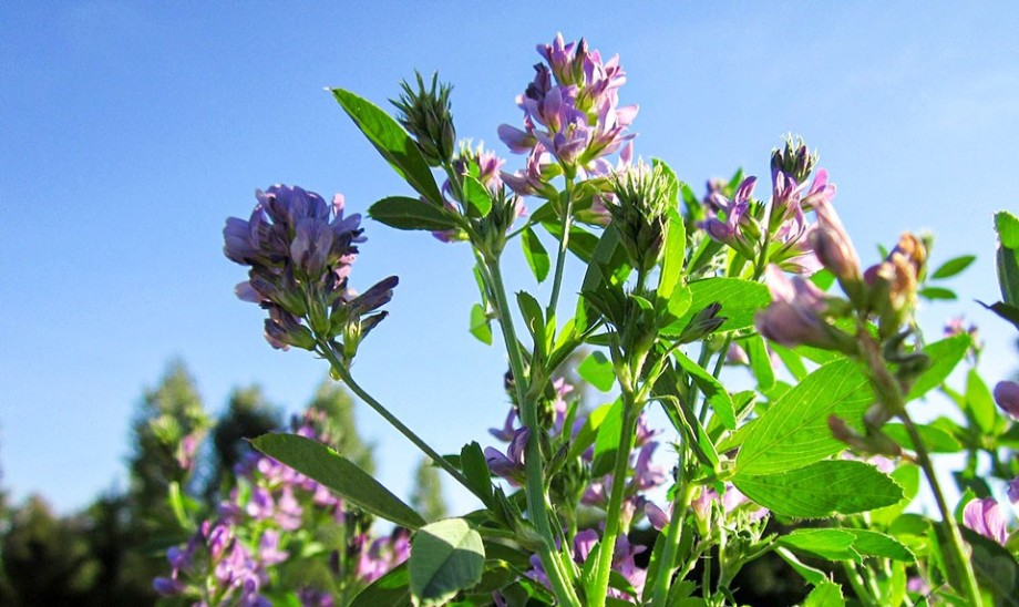 Właściwości lucerny siewnej