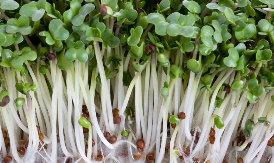 Kiełki brokuła źródło sulforafanu