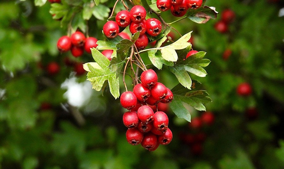 Głóg - skarbnica wyjątkowych substancji