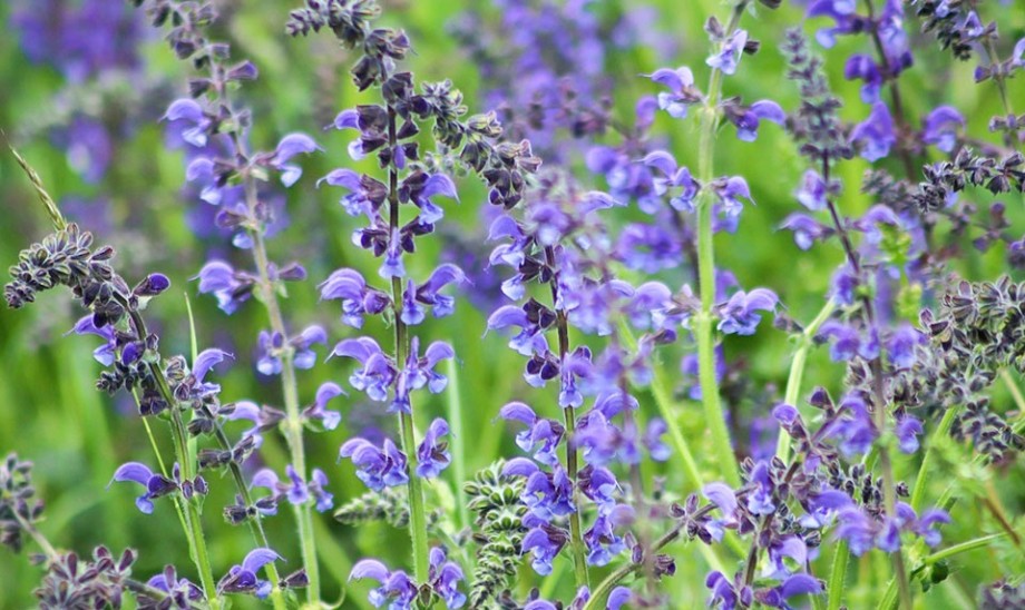 Szałwia lekarska - roślina o wielkiej mocy