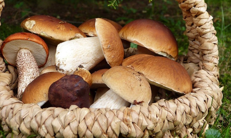 Uzdrawiająca moc grzybów