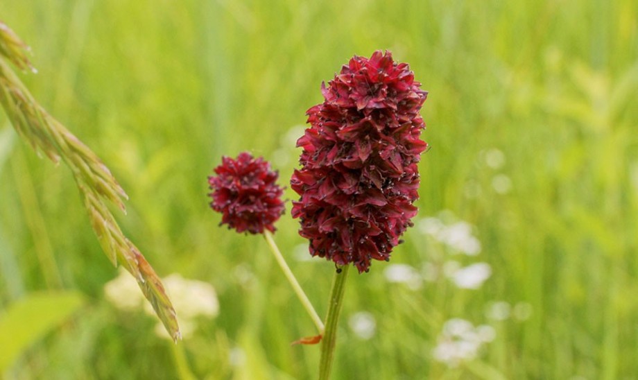 Lecznicze właściwości krwiściągu lekarskiego