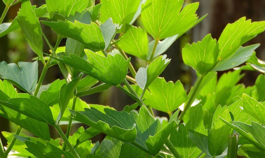 Prozdrowotne właściwości „miłosnego ziela”