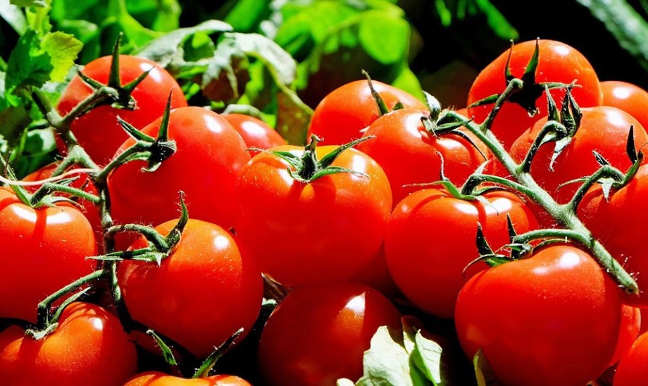 Niezwykłe źródło likopenu - pomidor zwyczajny
