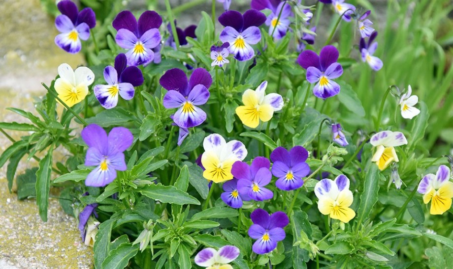 Fiołek trójbarwny dla zdrowia i urody