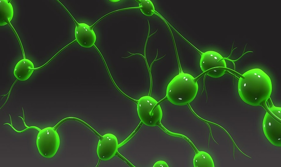 Dyskretny obrońca organizmu