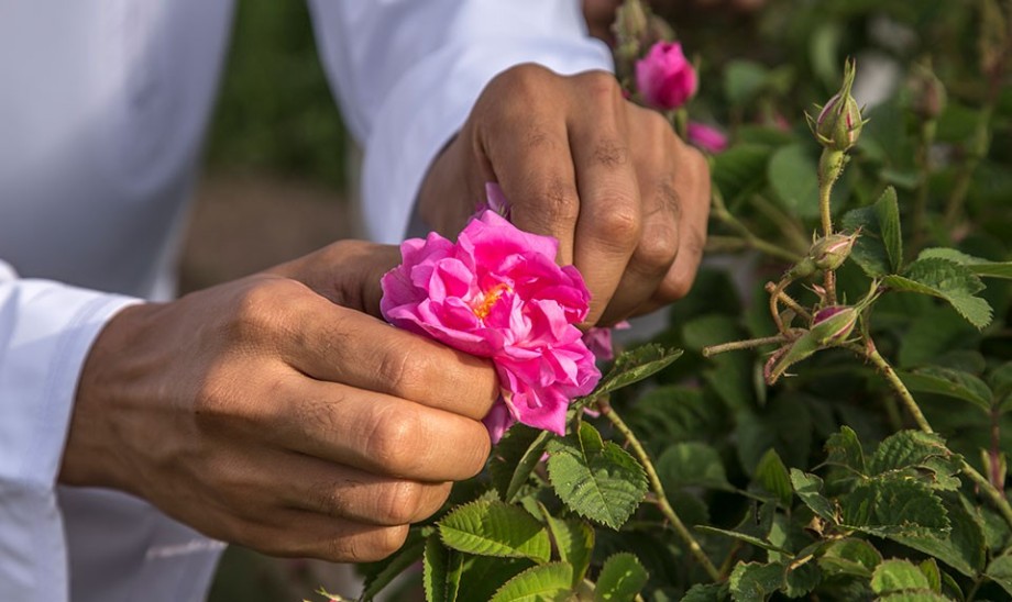 Róża damasceńska – najcenniejsza z róż