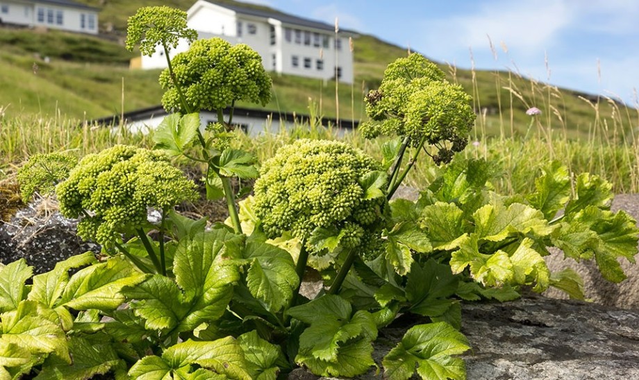 Arcydzięgiel litwor – anielski korzeń