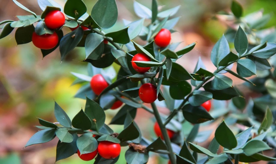 Lecznicze właściwości ruszczyka kolczastego