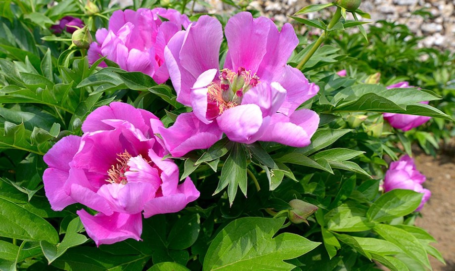 Piwonia chińska - ozdobna i uzdrawiająca