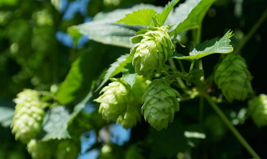 Uspokajające działanie chmielu