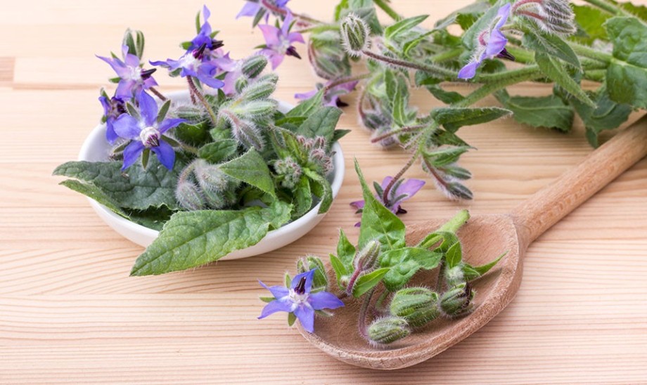 Olej z nasion ogórecznika lekarskiego