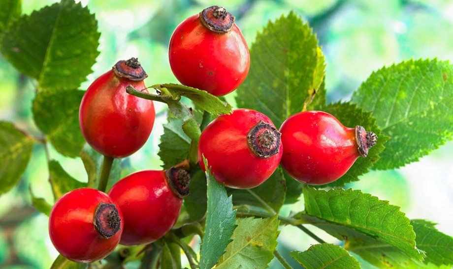 Dzika róża - naturalne źródło witaminy C