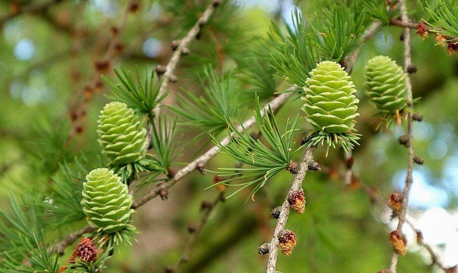 Błonnik z modrzewia – właściwości uodparniające