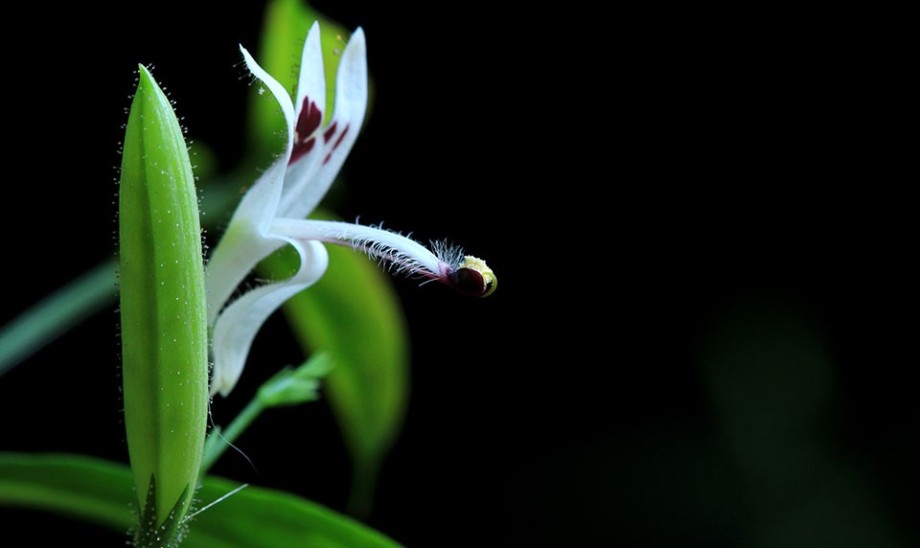 Roślinna broń w walce z boreliozą