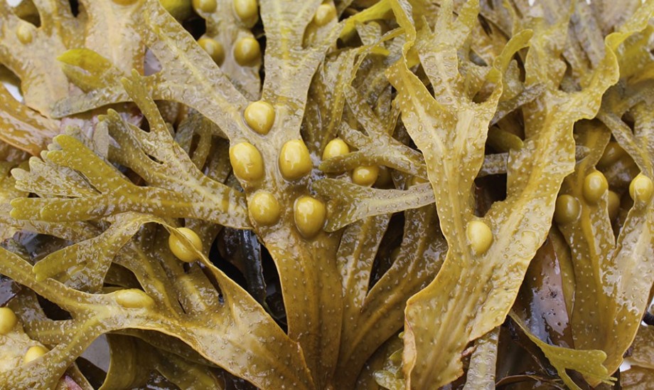 Morszczyn pęcherzykowaty ­– cenne źródło jodu