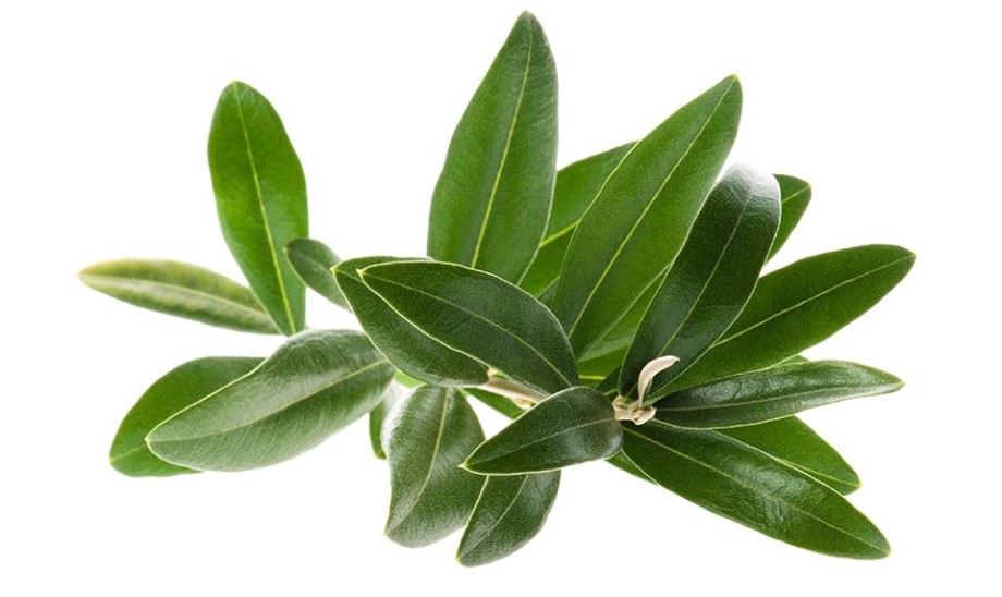 Liście oliwki europejskiej w leczeniu