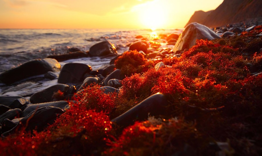 Wapń z czerwonych alg morskich