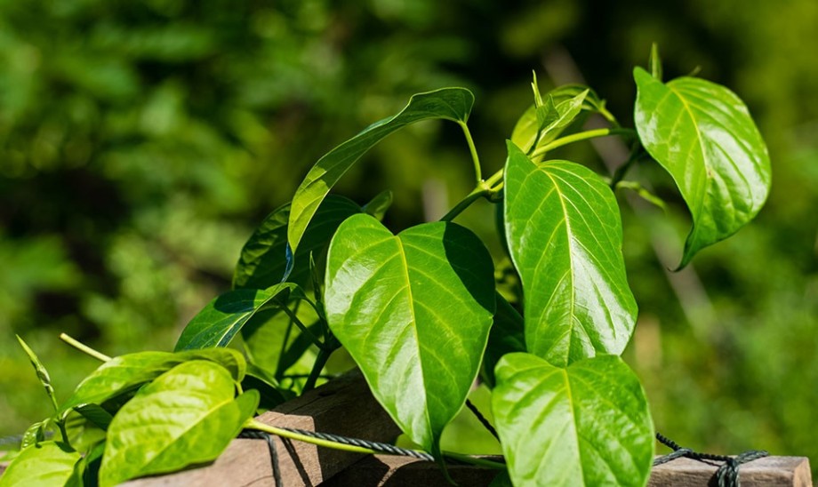 Właściwości lecznicze gurmaru