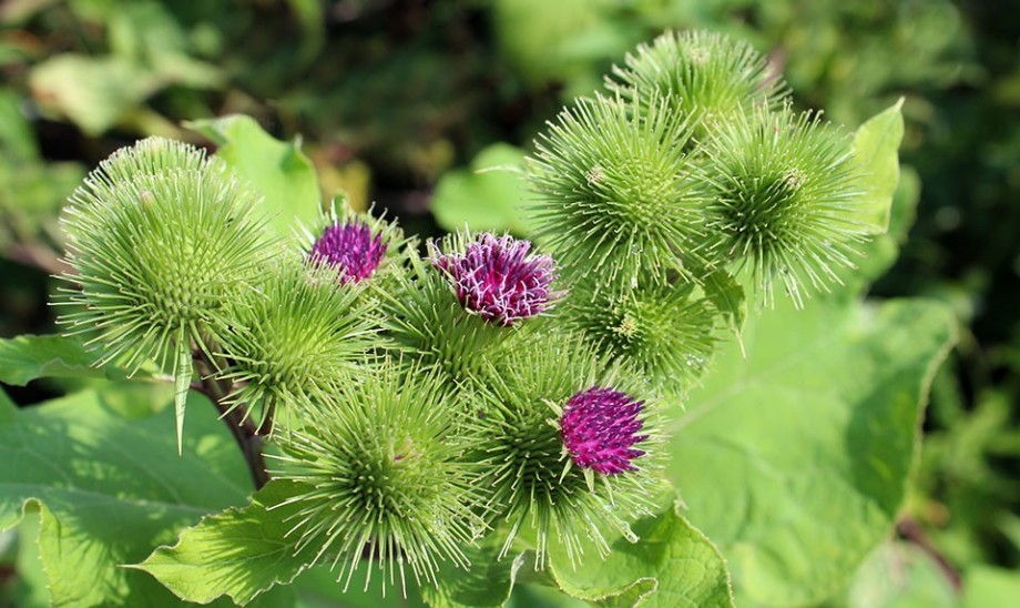 Łopian w medycynie naturalnej