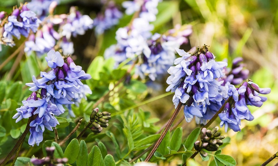 Wielowymiarowe działanie tarczycy bajkalskiej