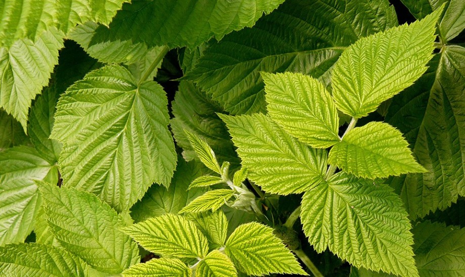 Zdrowotne właściwości liści malin